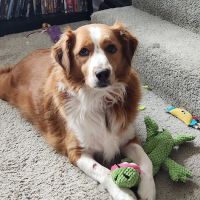 Perry Animal Clinic Pc ico