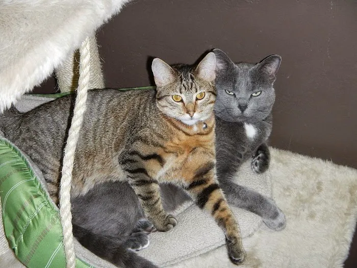 Grand Avenue Veterinary Hospital 1
