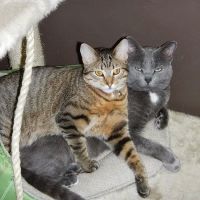 Grand Avenue Veterinary Hospital ico