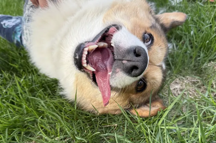 Grand Avenue Veterinary Hospital 6