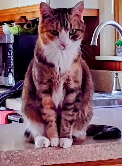 Grand Avenue Veterinary Hospital 10