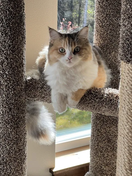 Central Iowa Ragdolls 1