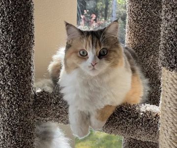 Central Iowa Ragdolls