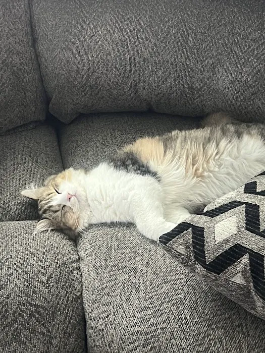 Central Iowa Ragdolls 5