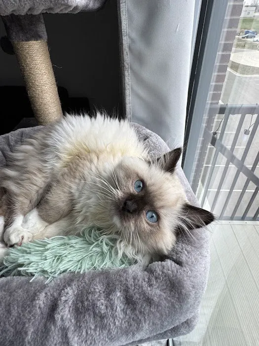 Central Iowa Ragdolls 4