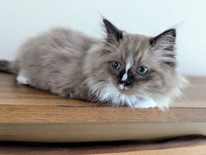 Central Iowa Ragdolls 2