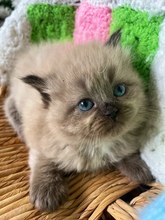 Central Iowa Ragdolls 9