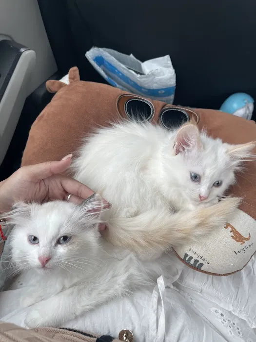 Central Iowa Ragdolls 7