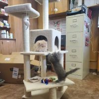 Family Pet Veterinary Center ico