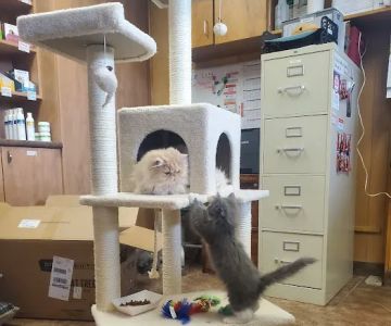 Family Pet Veterinary Center