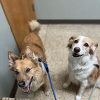University West Pet Clinic ico