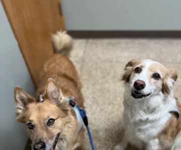 University West Pet Clinic