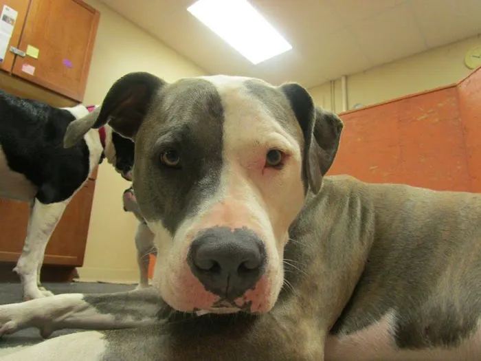 Urban Pet Hospital And Resort 5