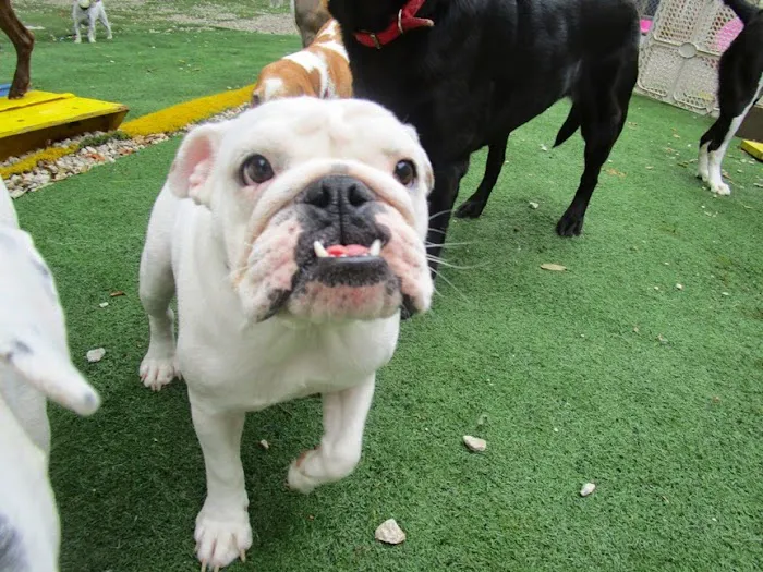 Urban Pet Hospital And Resort 7