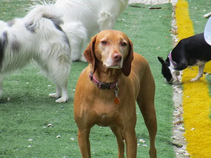 Urban Pet Hospital And Resort 8