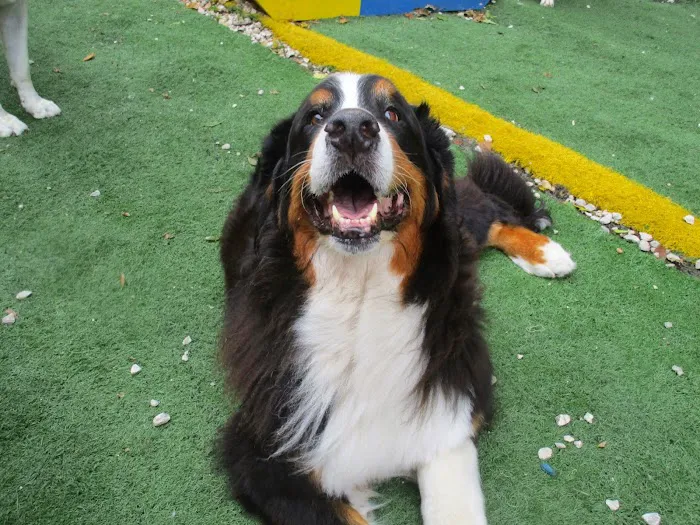 Urban Pet Hospital And Resort 9