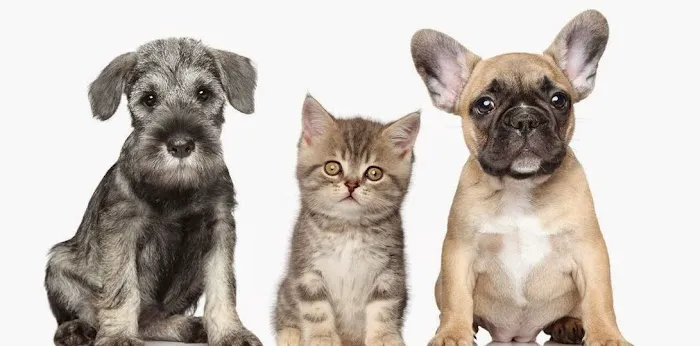 Pet Medical Center of Urbandale 1