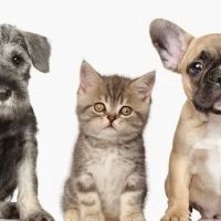 Pet Medical Center of Urbandale ico