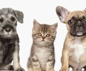 Pet Medical Center of Urbandale