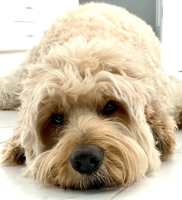 Banfield Pet Hospital 4