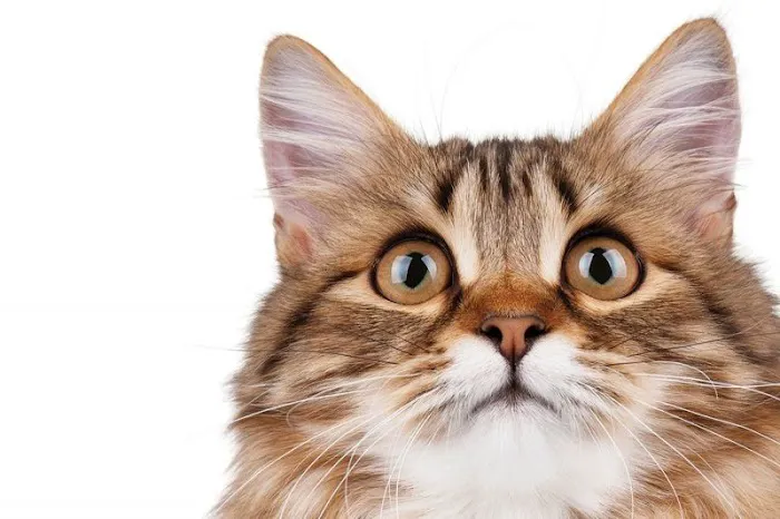 Alleycat Spay and Neuter Clinic 1