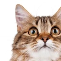 Alleycat Spay and Neuter Clinic ico