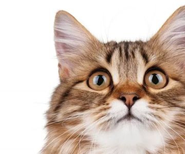 Alleycat Spay and Neuter Clinic
