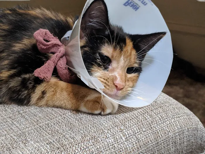 Alleycat Spay and Neuter Clinic 9