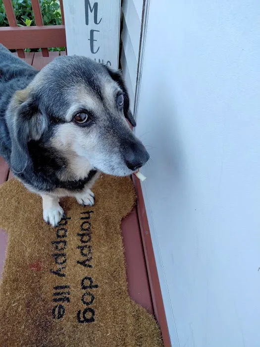 Community Animal Clinic 3