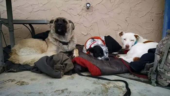 Community Animal Clinic 6