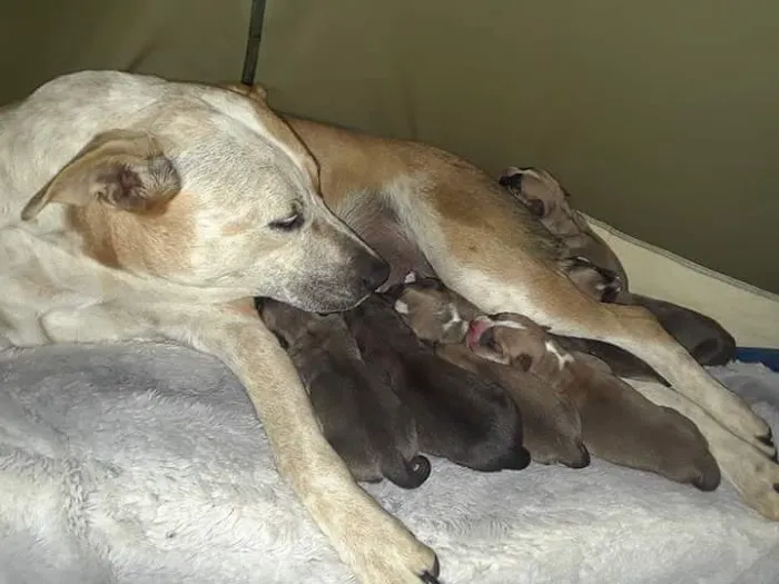 Community Animal Clinic 7