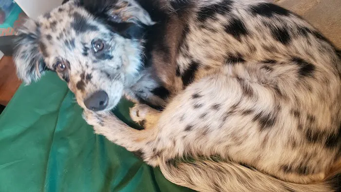 Crago Veterinary Center 4