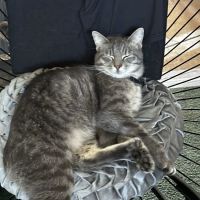 Crago Veterinary Center: Dr. J. Wendy Smith DVM ico