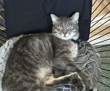 Crago Veterinary Center: Dr. J. Wendy Smith DVM