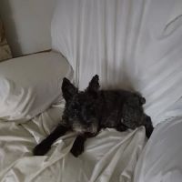 Poland Veterinary Center: Preston Tiffany DVM ico