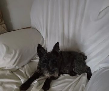 Poland Veterinary Center: Preston Tiffany DVM