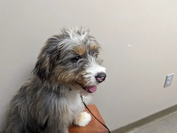 BIG CREEK VETERINARY 2