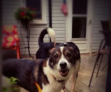 BIG CREEK VETERINARY