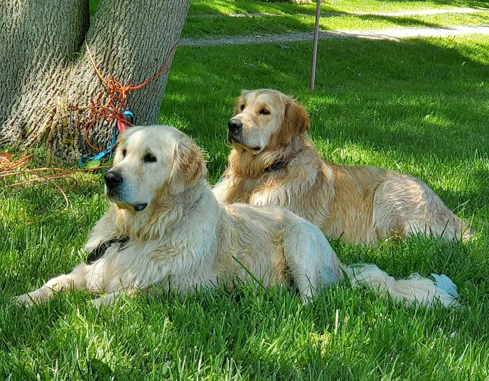 BIG CREEK VETERINARY 9