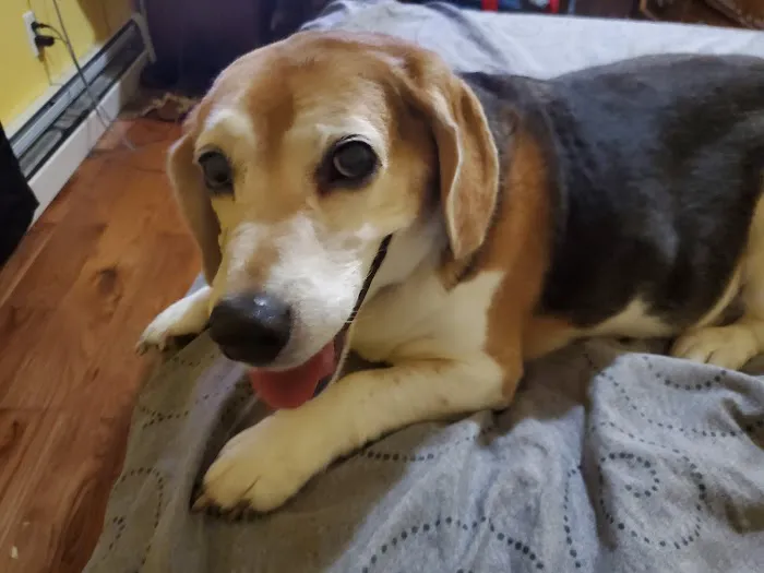 BIG CREEK VETERINARY 10
