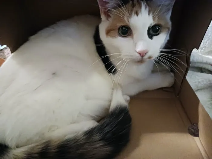 Brightwood Animal Hospital 4