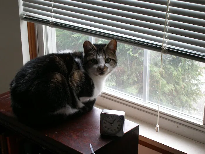 Brightwood Animal Hospital 8