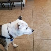 Brightwood Animal Hospital ico