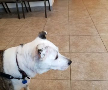 Brightwood Animal Hospital