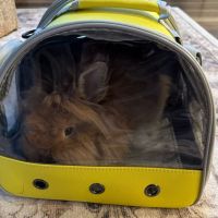 Trinity Veterinary Hospital ico