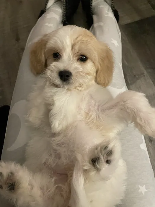 Lake Animal Hospital 1