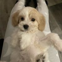 Lake Animal Hospital ico
