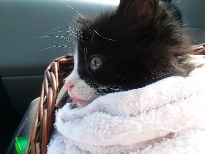 Lake Animal Hospital 4