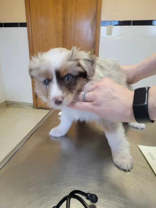 Lake Animal Hospital 2