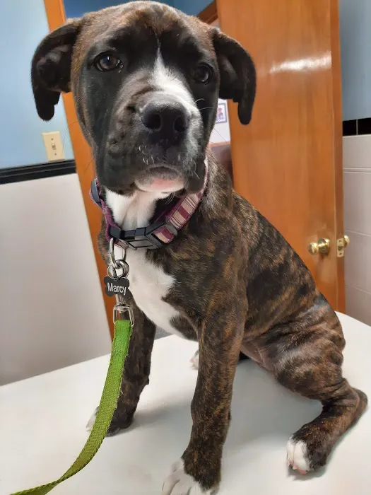 Lake Animal Hospital 5